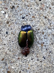 Chrysolina auripennis
