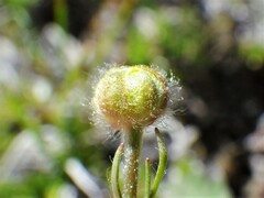 Ranunculus pedatifidus