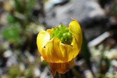 Ranunculus pedatifidus