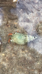 Paguristes frontalis