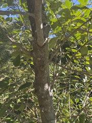 Cartrema americana
