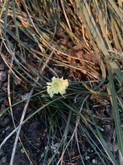 Narcissus bulbocodium