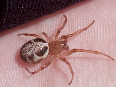 Phonognatha graeffei