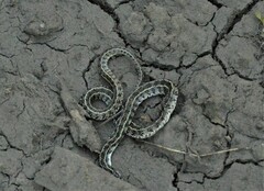 Lygophis anomalus