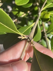 Cartrema americana