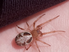 Phonognatha graeffei