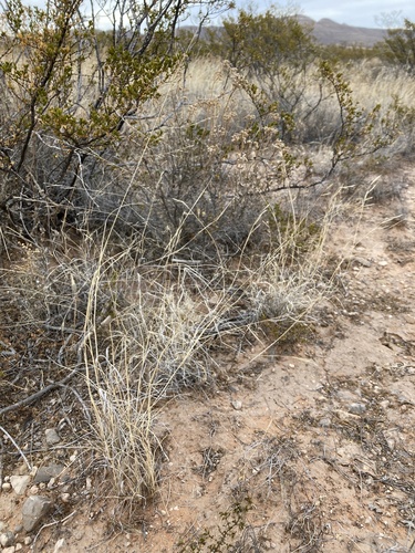 Sand Muhly (Muhlenbergia arenicola)