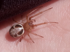 Phonognatha graeffei