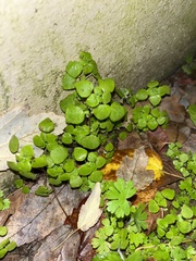 Parietaria floridana