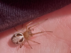 Phonognatha graeffei