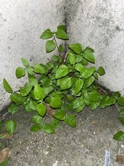 Calyptocarpus vialis