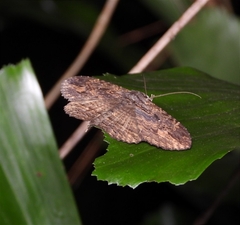 Anisoneura salebrosa