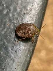 Diolcus chrysorrhoeus
