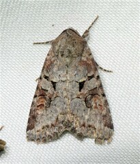 Trichordestra legitima