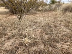 Panicum hallii