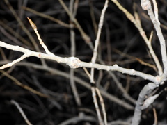 Euhexomyza schineri