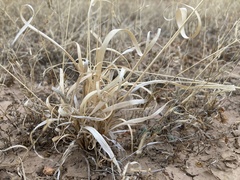 Panicum hallii