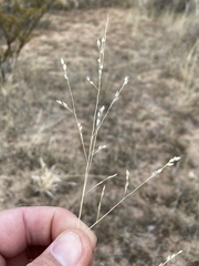 Panicum hallii
