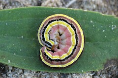 Trichordestra legitima