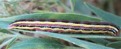 Trichordestra legitima