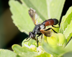 Cylindromyia bicolor