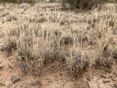 Scleropogon brevifolius