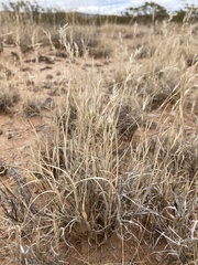 Scleropogon brevifolius