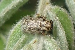 Pachybrachis othonus