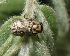 Pachybrachis othonus