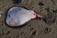 Tetronarce occidentalis