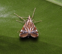 Agrioglypta itysalis