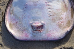 Tetronarce occidentalis