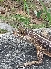 Tropidurus semitaeniatus