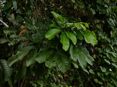 Artocarpus lacucha