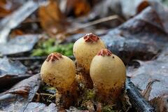 Calostoma ravenelii