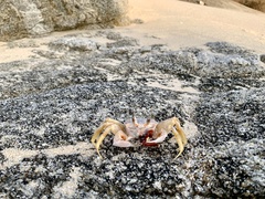 Ocypode occidentalis