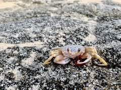 Ocypode occidentalis