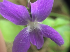 Viola septentrionalis