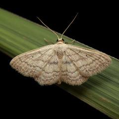 Scopula personata