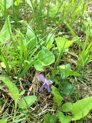 Viola septentrionalis