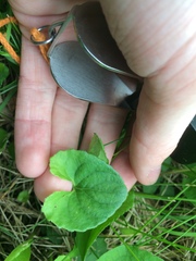 Viola septentrionalis