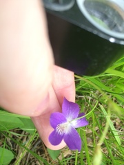 Viola septentrionalis