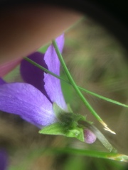 Viola septentrionalis