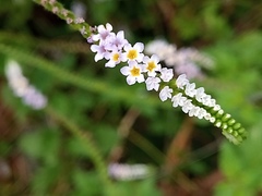 Heliotropium