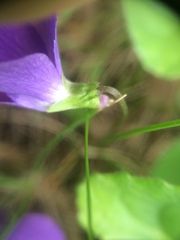 Viola septentrionalis