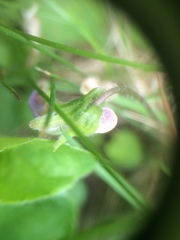 Viola septentrionalis
