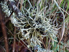 Heterodermia leucomelos