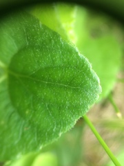 Viola septentrionalis