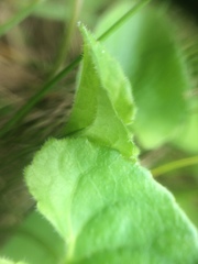 Viola septentrionalis