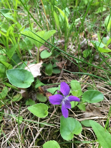 Image of Viola septentrionalis by no rights reserved